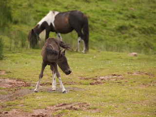 Mare and foal at Artxamendi.