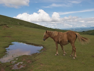A wild Basque horse in his natural reserve at Artxamendi.