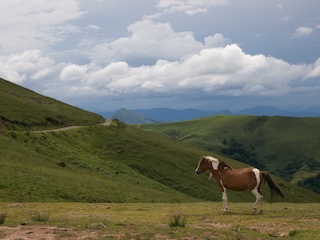A wild Basque horse in his natural reserve in Artxamendi.