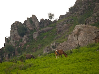 A wild Basque horse at Zugarramundi.